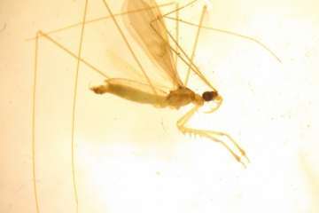 La nueva especie de chinche mantis –Collartida sp.n.–, un cazador de pequeños invertebrados (Foto TA)