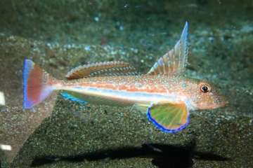  Las parejas ganadores del pasado año repiten triunfo en el IV FotoSub Costa de Telde (Foto TA)