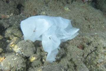 La basura amenaza a los fondos marinos de Telde (Foto IV Open FotoSub Telde)