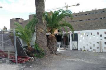 Turcón pide la paralización de unas obras de RIU en el Palmeral de Maspalomas (Foto cedida por Turcón)