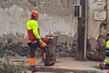 El peligroso árbol fue talado este lunes (Foto TA)