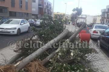 Parques y Jardines sustituye árboles por hibiscos en Salinetas con críticas ecologistas (Foto TA)