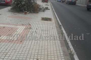 Parques y Jardines sustituye árboles por hibiscos en Salinetas con críticas ecologistas (Foto TA)