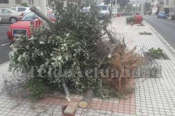 Parques y Jardines sustituye árboles por hibiscos en Salinetas con críticas ecologistas (Foto TA)