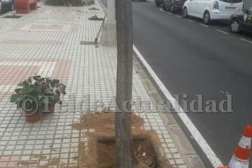Parques y Jardines sustituye árboles por hibiscos en Salinetas con críticas ecologistas (Foto TA)