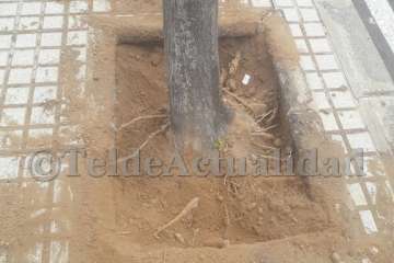Parques y Jardines sustituye árboles por hibiscos en Salinetas con críticas ecologistas (Foto TA)