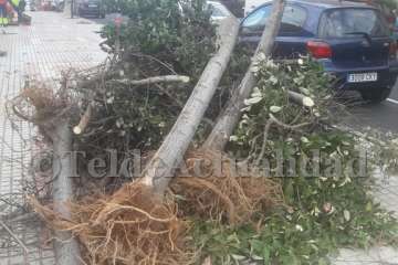 Parques y Jardines sustituye árboles por hibiscos en Salinetas con críticas ecologistas (Foto TA)