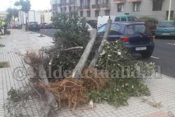 Parques y Jardines sustituye árboles por hibiscos en Salinetas con críticas ecologistas (Foto TA)