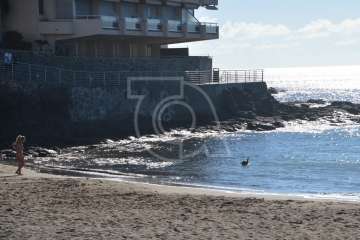Aparece un cisne negro nadando en aguas de Salinetas (Foto TA)