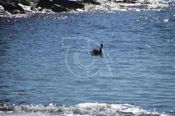 Aparece un cisne negro nadando en aguas de Salinetas (Foto TA)