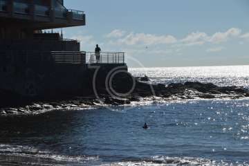 Aparece un cisne negro nadando en aguas de Salinetas (Foto TA)