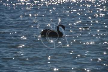 Aparece un cisne negro nadando en aguas de Salinetas (Foto TA)
