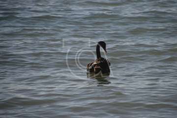 Aparece un cisne negro nadando en aguas de Salinetas (Foto TA)