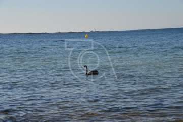 Aparece un cisne negro nadando en aguas de Salinetas (Foto TA)