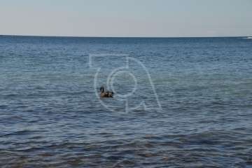 Aparece un cisne negro nadando en aguas de Salinetas (Foto TA)