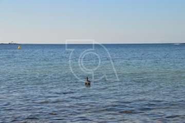 Aparece un cisne negro nadando en aguas de Salinetas (Foto TA)