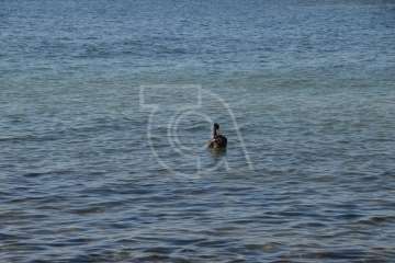 Aparece un cisne negro nadando en aguas de Salinetas (Foto TA)