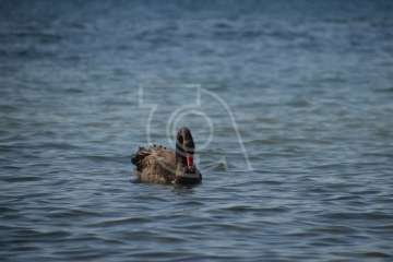 Aparece un cisne negro nadando en aguas de Salinetas (Foto TA)