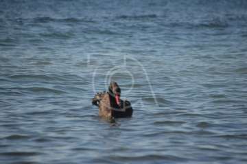 Aparece un cisne negro nadando en aguas de Salinetas (Foto TA)