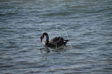 Aparece un cisne negro nadando en aguas de Salinetas (Foto TA)