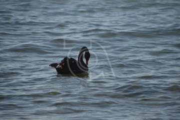 Aparece un cisne negro nadando en aguas de Salinetas (Foto TA)