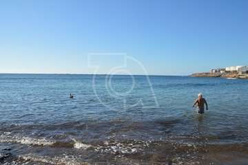 Aparece un cisne negro nadando en aguas de Salinetas (Foto TA)