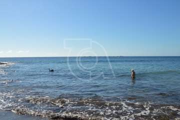 Aparece un cisne negro nadando en aguas de Salinetas (Foto TA)