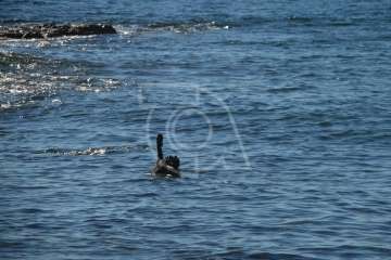 Aparece un cisne negro nadando en aguas de Salinetas (Foto TA)