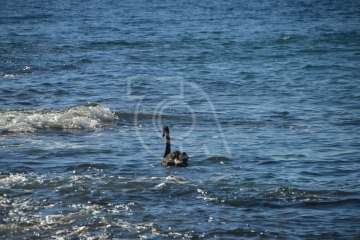 Aparece un cisne negro nadando en aguas de Salinetas (Foto TA)