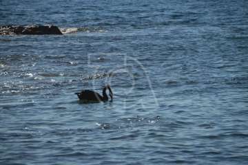 Aparece un cisne negro nadando en aguas de Salinetas (Foto TA)