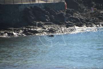 Aparece un cisne negro nadando en aguas de Salinetas (Foto TA)