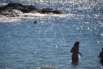 Aparece un cisne negro nadando en aguas de Salinetas (Foto TA)