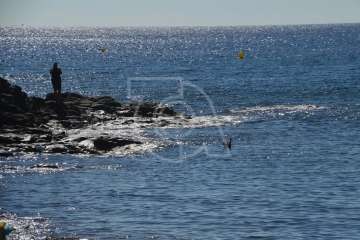 Aparece un cisne negro nadando en aguas de Salinetas (Foto TA)