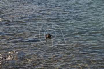 Aparece un cisne negro nadando en aguas de Salinetas (Foto TA)