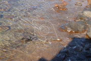 Aparece un cisne negro nadando en aguas de Salinetas (Foto TA)