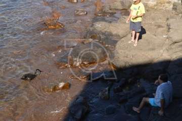 Aparece un cisne negro nadando en aguas de Salinetas (Foto TA)