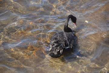 Aparece un cisne negro nadando en aguas de Salinetas (Foto TA)