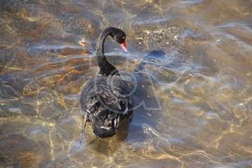 Aparece un cisne negro nadando en aguas de Salinetas (Foto TA)