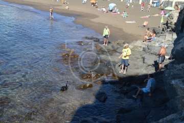 Aparece un cisne negro nadando en aguas de Salinetas (Foto TA)