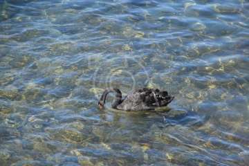 Aparece un cisne negro nadando en aguas de Salinetas (Foto TA)
