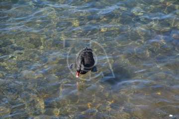 Aparece un cisne negro nadando en aguas de Salinetas (Foto TA)