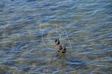 Aparece un cisne negro nadando en aguas de Salinetas (Foto TA)