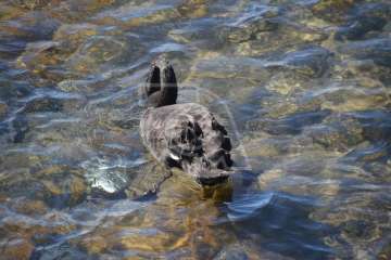 Aparece un cisne negro nadando en aguas de Salinetas (Foto TA)