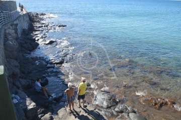 Aparece un cisne negro nadando en aguas de Salinetas (Foto TA)