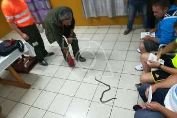 La Gavia se informa sobre la culebra real (Foto TA)