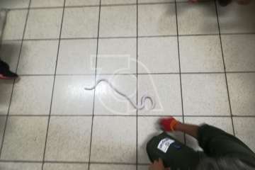 La Gavia se informa sobre la culebra real (Foto TA)