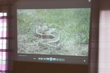 La Gavia se informa sobre la culebra real (Foto TA)