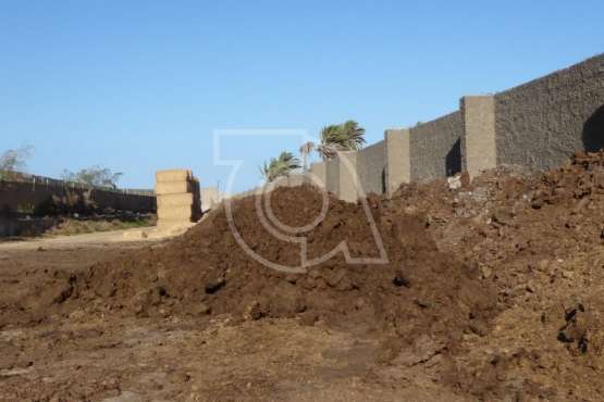 'Mosqueo' en aumento en Melenara y Salinetas (Foto TA)