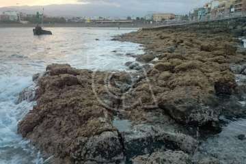 Espectacular bajamar en Melenara (Foto Claudio Sánchez)