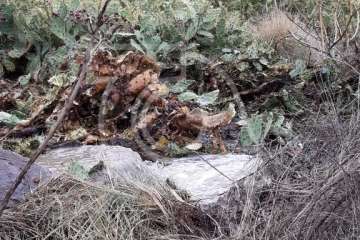 Aguas de Telde 'ataca' la obstrucción que causó un vertido fecal en el Barranco Real (Foto TA)